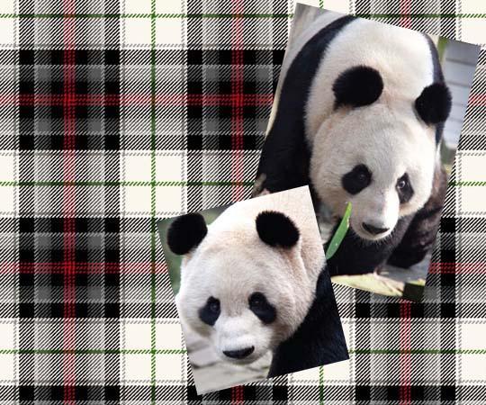 Kinloch Anderson design the Edinburgh Zoo Panda Tartan