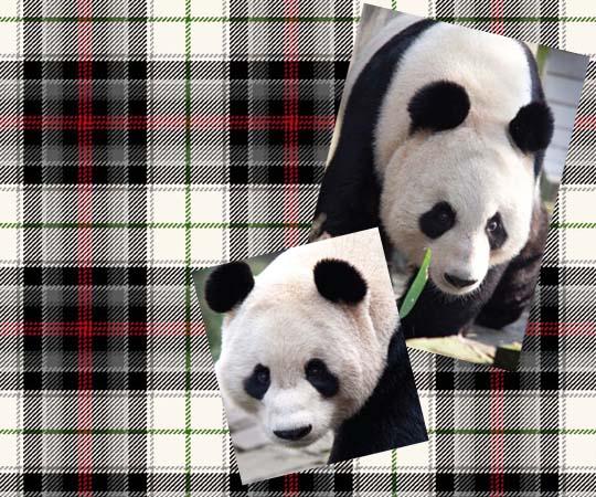 edinburgh-zoo-panda-tartan edinburgh-zoo-panda-tartan